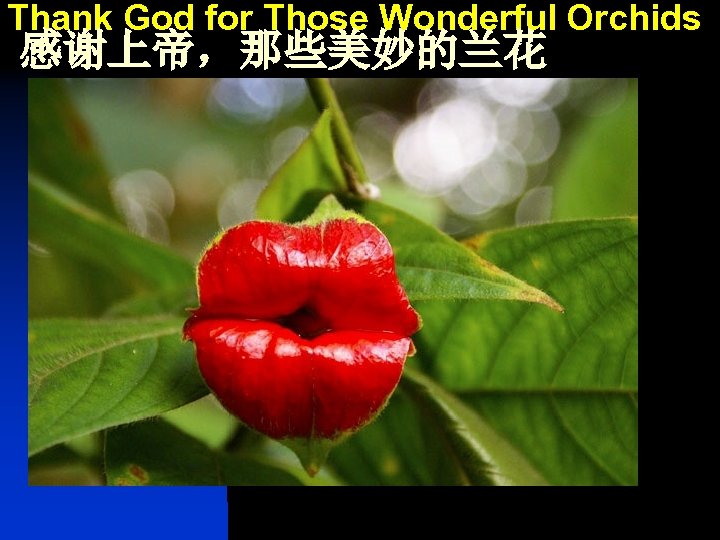 Thank God for Those Wonderful Orchids 感谢上帝，那些美妙的兰花 