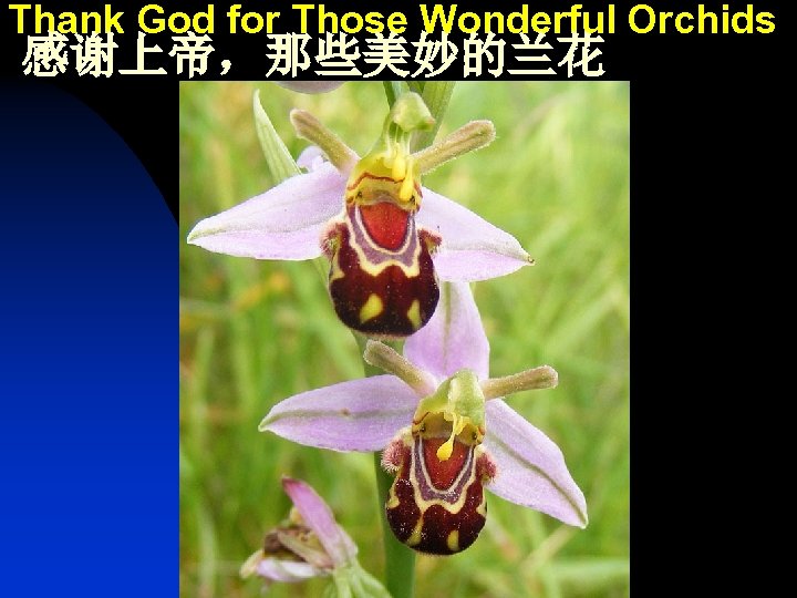 Thank God for Those Wonderful Orchids 感谢上帝，那些美妙的兰花 