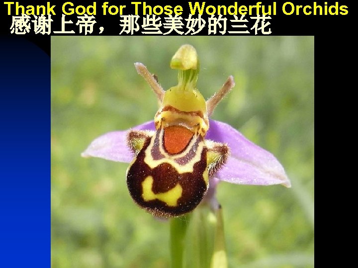 Thank God for Those Wonderful Orchids 感谢上帝，那些美妙的兰花 