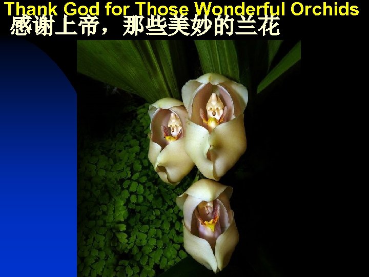 Thank God for Those Wonderful Orchids 感谢上帝，那些美妙的兰花 