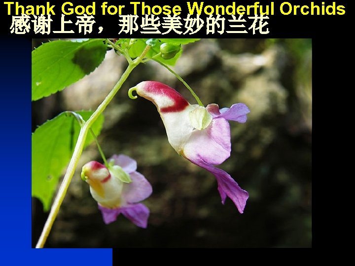 Thank God for Those Wonderful Orchids 感谢上帝，那些美妙的兰花 