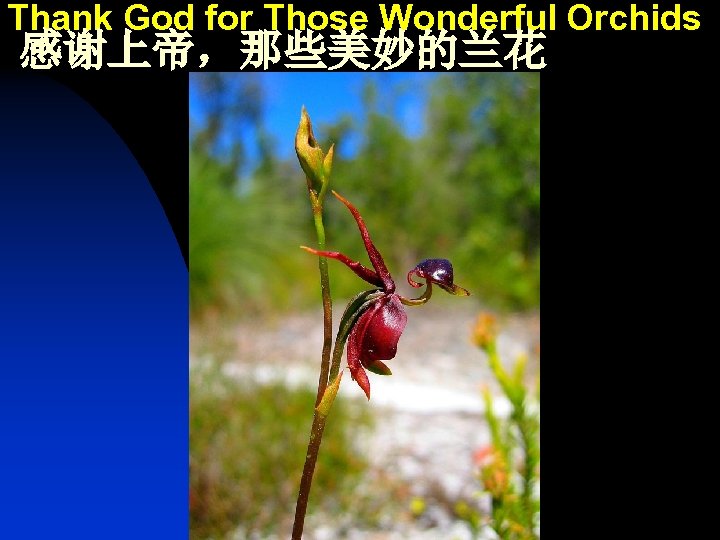 Thank God for Those Wonderful Orchids 感谢上帝，那些美妙的兰花 