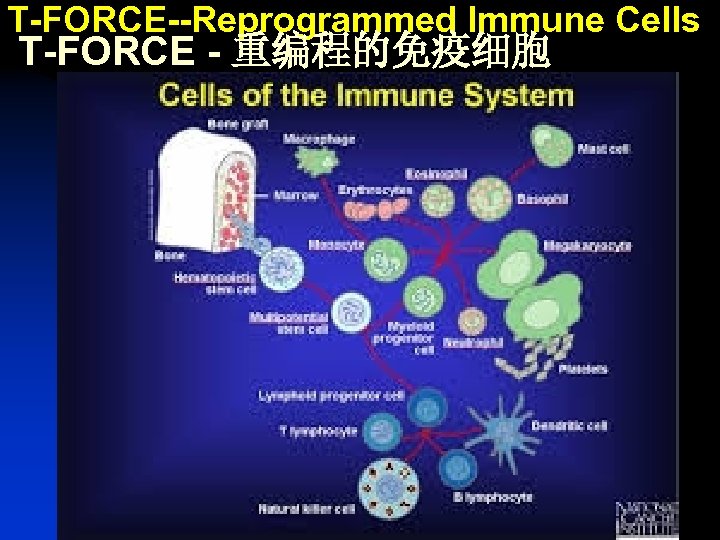T-FORCE--Reprogrammed Immune Cells T-FORCE - 重编程的免疫细胞 