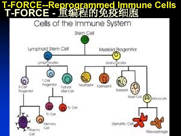 T-FORCE--Reprogrammed Immune Cells T-FORCE - 重编程的免疫细胞 