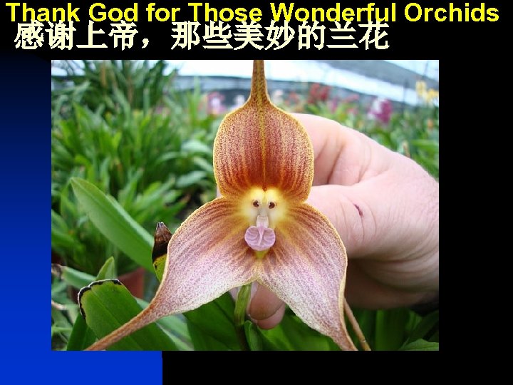 Thank God for Those Wonderful Orchids 感谢上帝，那些美妙的兰花 