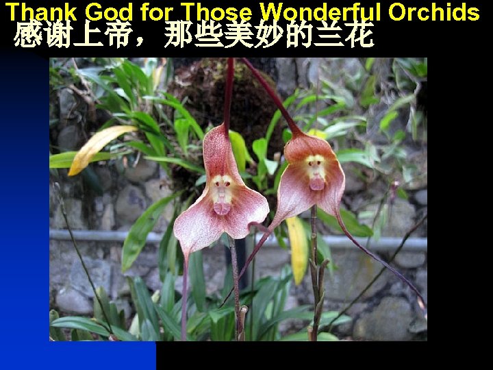 Thank God for Those Wonderful Orchids 感谢上帝，那些美妙的兰花 