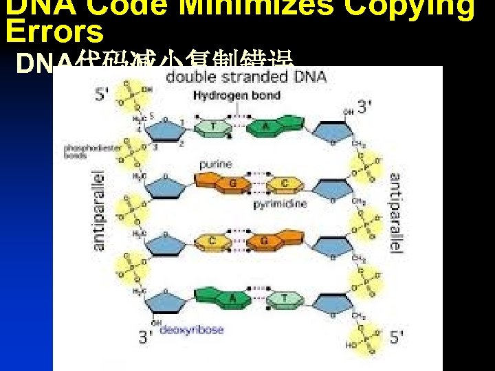 DNA Code Minimizes Copying Errors DNA代码减小复制错误 