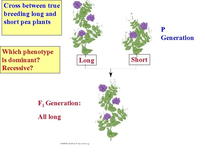 Cross between true breeding long and short pea plants Which phenotype is dominant? Recessive?