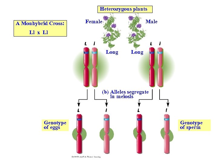 Heterozygous plants A Monhybrid Cross: Female Male Ll x Ll Long (b) Alleles segregate