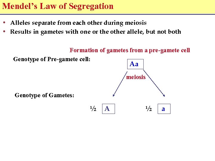 Mendel’s Law of Segregation • Alleles separate from each other during meiosis • Results