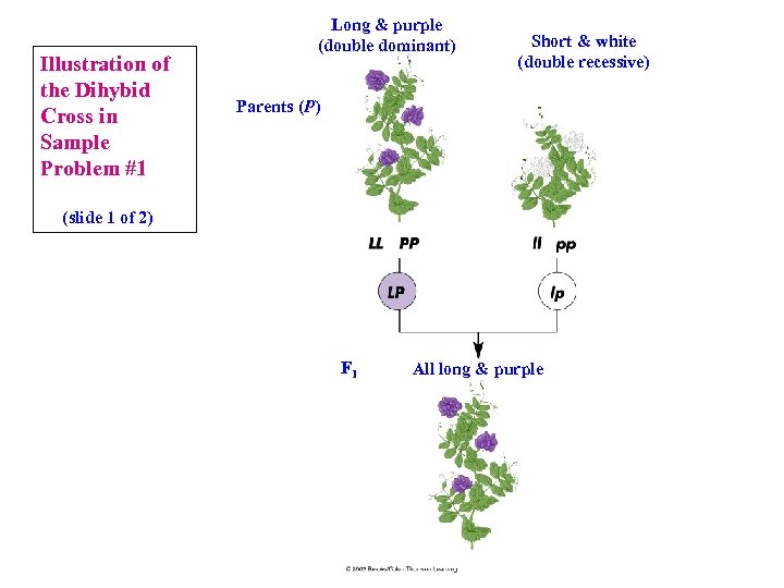 Illustration of the Dihybid Cross in Sample Problem #1 Long & purple (double dominant)