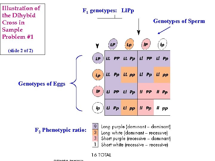 Illustration of the Dihybid Cross in Sample Problem #1 F 1 genotypes: Ll. Pp