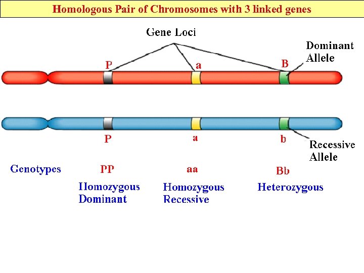 Homologous Pair of Chromosomes with 3 linked genes 