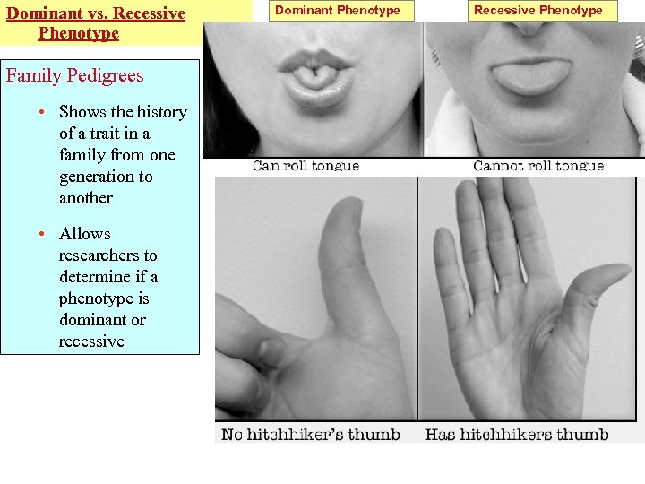 Dominant vs. Recessive Phenotype Family Pedigrees • Shows the history of a trait in