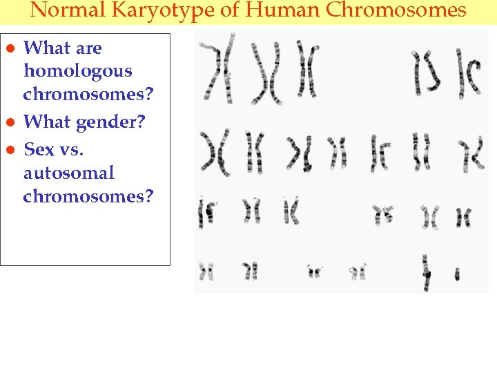 Normal Karyotype of Human Chromosomes l l l What are homologous chromosomes? What gender?