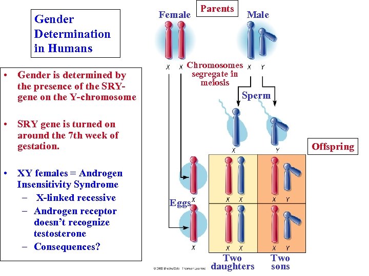 Gender Determination in Humans • Gender is determined by the presence of the SRYgene