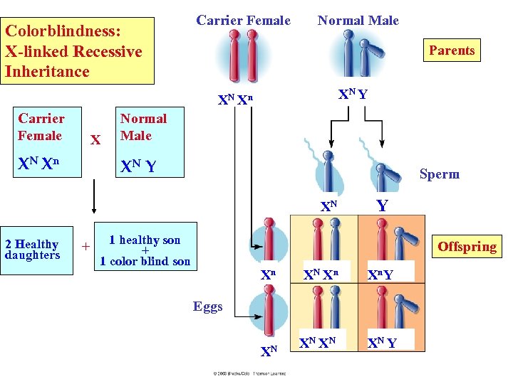 Colorblindness: X-linked Recessive Inheritance Carrier Female Normal Male Parents XN Y XN Xn Carrier