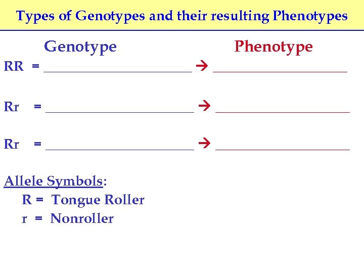 Types of Genotypes and their resulting Phenotypes Genotype Phenotype RR = _____________________ Rr =