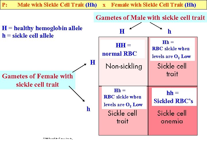 P: Male with Sickle Cell Trait (Hh) x Female with Sickle Cell Trait (Hh)