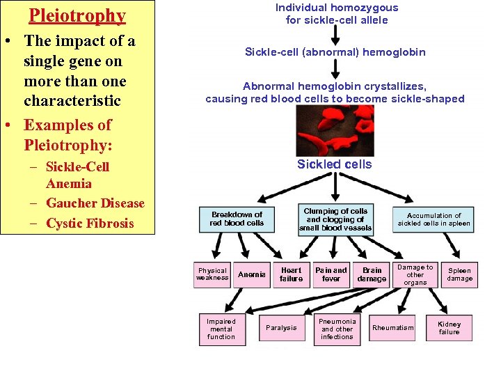 Individual homozygous for sickle-cell allele Pleiotrophy • The impact of a single gene on