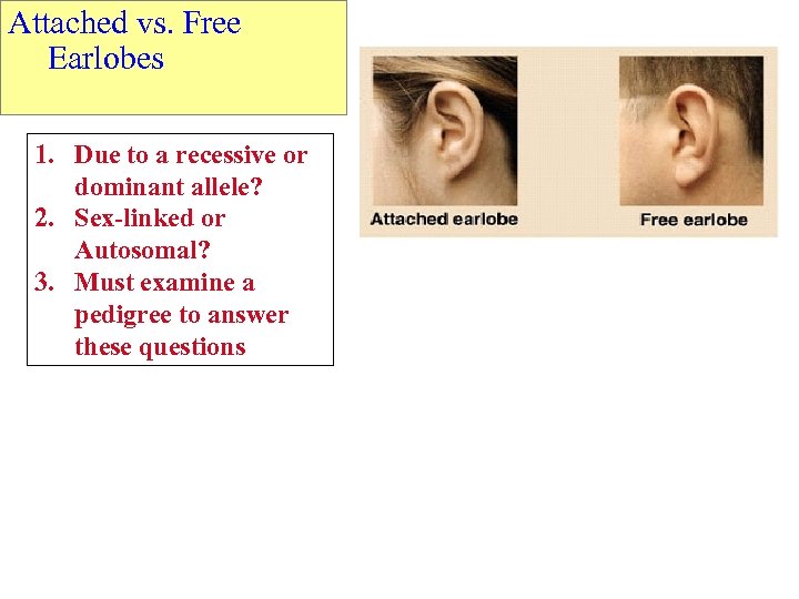 Attached vs. Free Earlobes 1. Due to a recessive or dominant allele? 2. Sex-linked