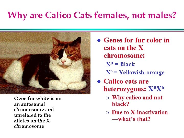 Why are Calico Cats females, not males? l Genes for fur color in cats