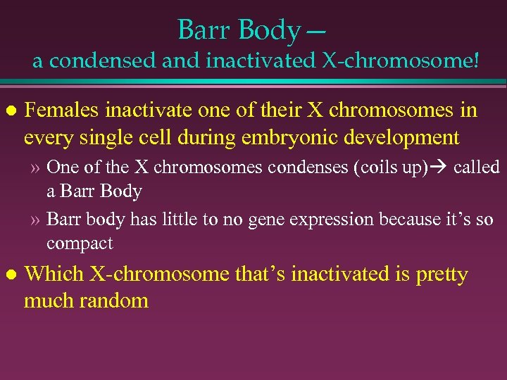 Barr Body— a condensed and inactivated X-chromosome! l Females inactivate one of their X