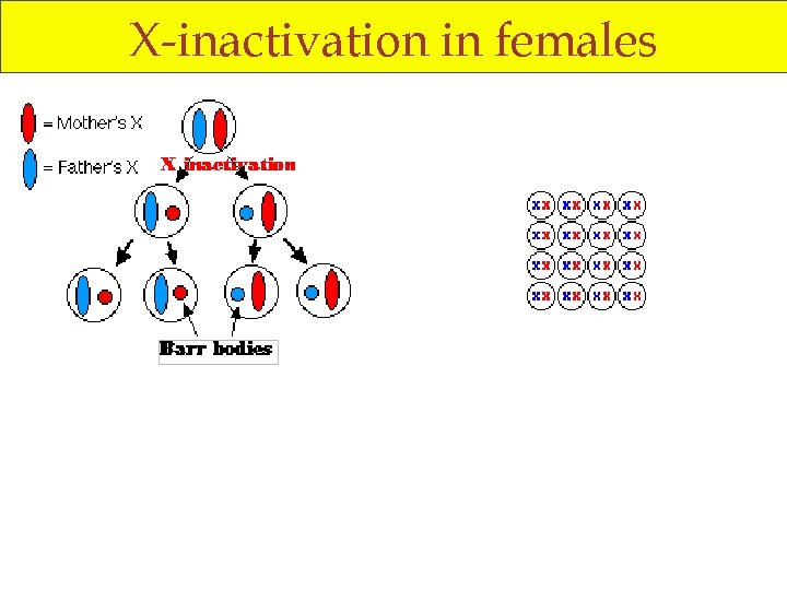 X-inactivation in females 