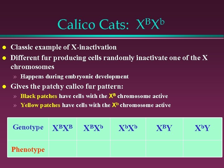 Calico Cats: l l BX b X Classic example of X-inactivation Different fur producing