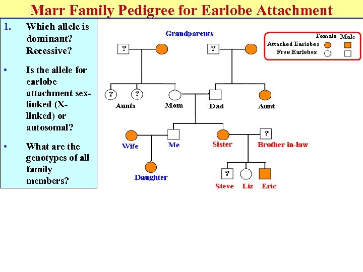 Marr Family Pedigree for Earlobe Attachment 1. Which allele is dominant? Recessive? • Is