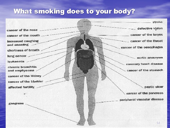 What smoking does to your body? 14 
