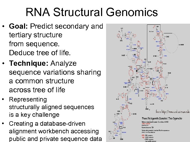 RNA Structural Genomics • Goal: Predict secondary and tertiary structure from sequence. Deduce tree