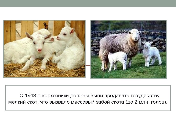 С 1948 г. колхозники должны были продавать государству мелкий скот, что вызвало массовый забой