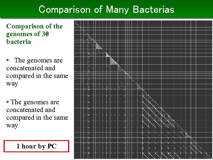 Comparison of Many Bacterias Comparison of the genomes of 30 bacteria • The genomes