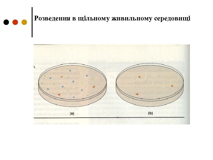 Розведення в щільному живильному середовищі 
