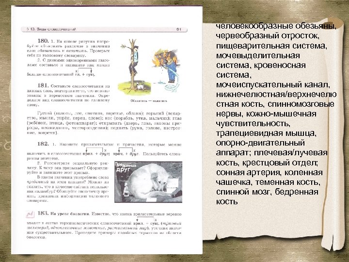 человекообразные обезьяны, червеобразный отросток, пищеварительная система, мочевыделительная система, кровеносная система, мочеиспускательный канал, нижнечелюстная/верхнечелю стная