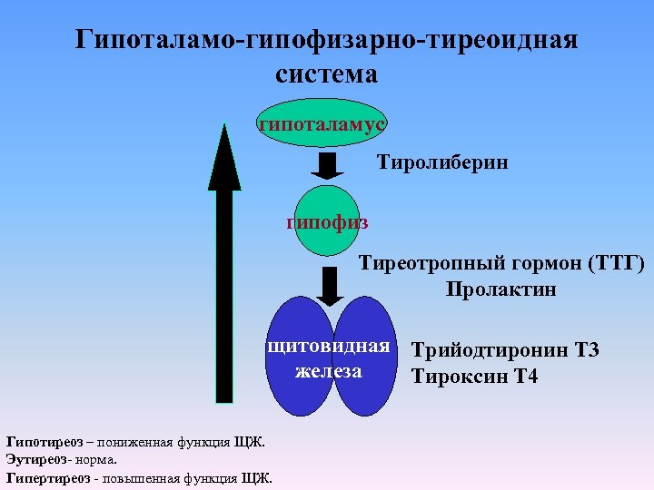 Тиреоидные гормоны презентация