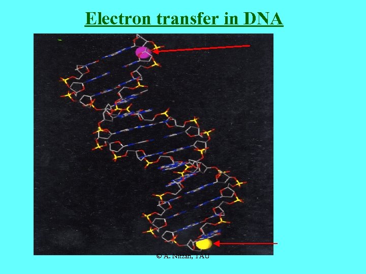 Electron transfer in DNA © A. Nitzan, TAU 