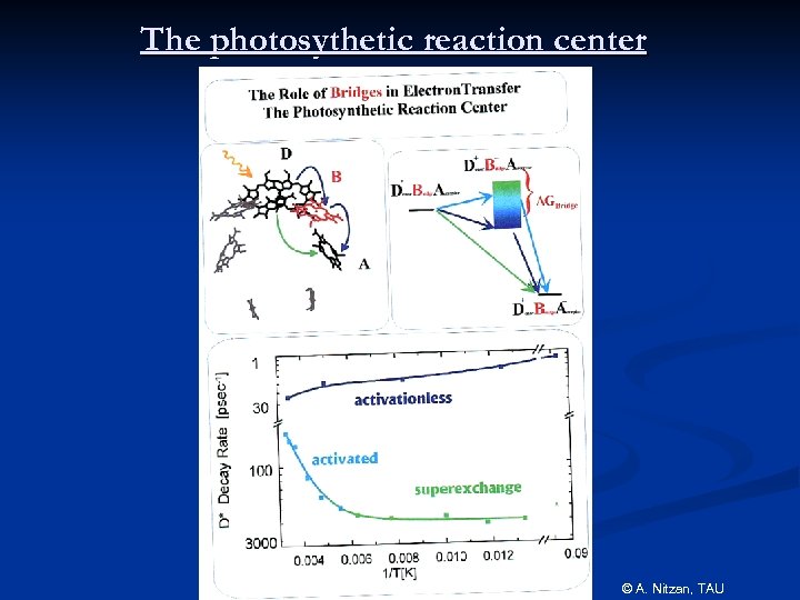 The photosythetic reaction center © A. Nitzan, TAU 