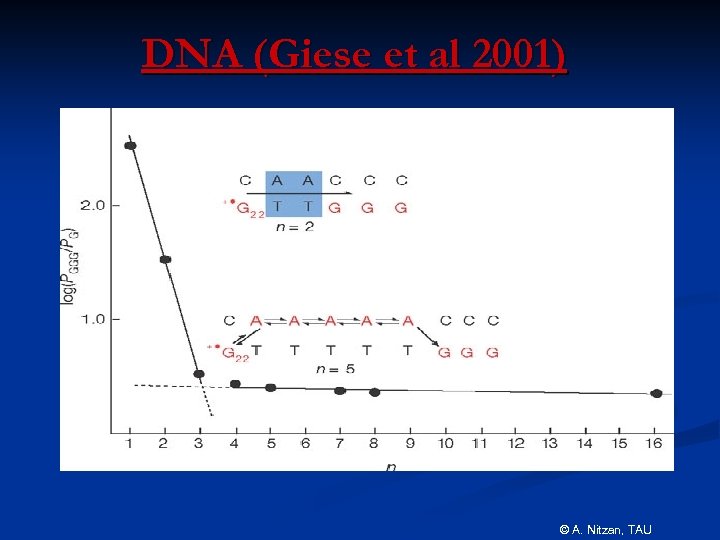 DNA (Giese et al 2001) © A. Nitzan, TAU 