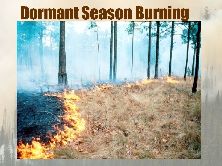 Dormant Season Burning 