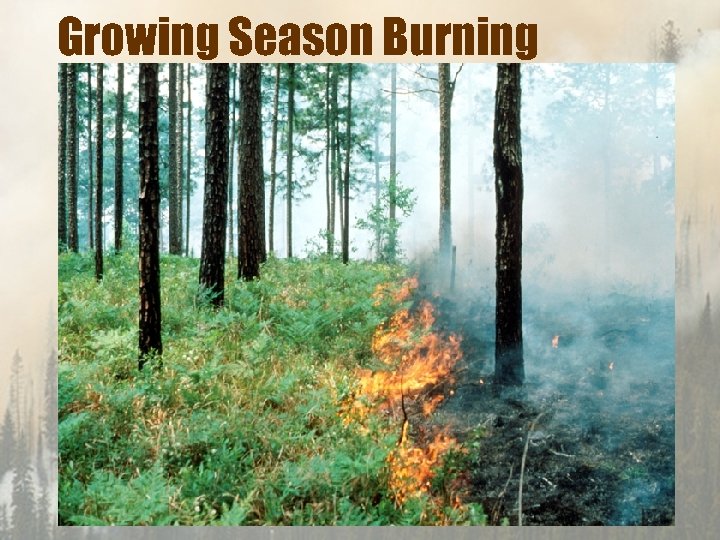 Growing Season Burning 