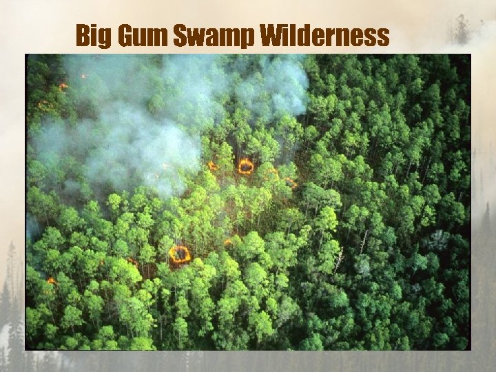 Big Gum Swamp Wilderness 