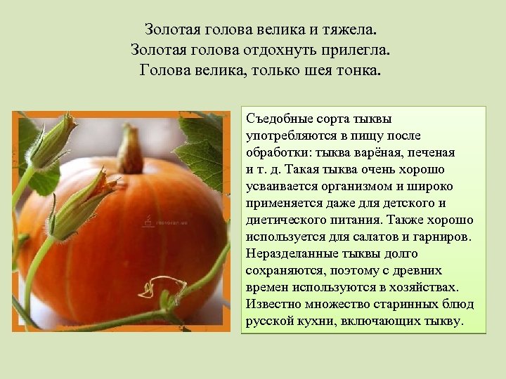 Золотая голова велика и тяжела. Золотая голова отдохнуть прилегла. Голова велика, только шея тонка.