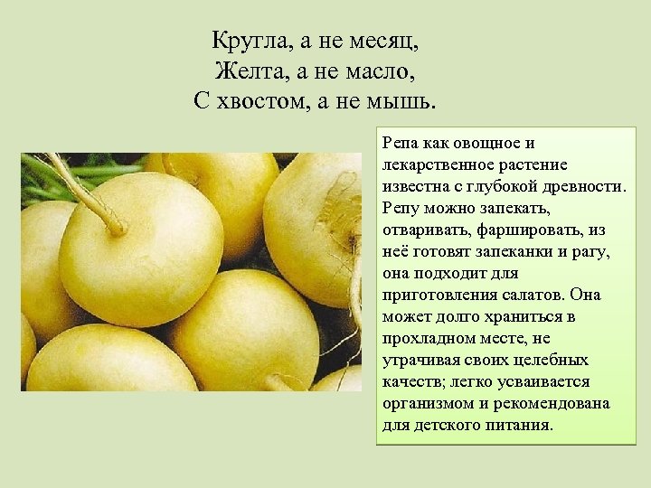 Кругла, а не месяц, Желта, а не масло, С хвостом, а не мышь. Репа
