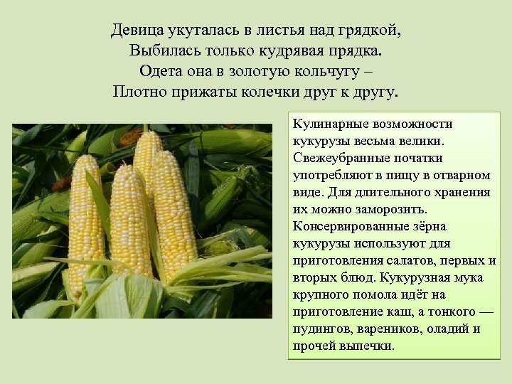Девица укуталась в листья над грядкой, Выбилась только кудрявая прядка. Одета она в золотую