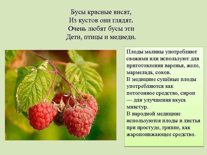 Бусы красные висят, Из кустов они глядят. Очень любят бусы эти Дети, птицы и