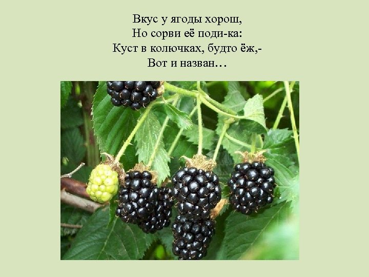 Вкус у ягоды хорош, Но сорви её поди-ка: Куст в колючках, будто ёж, Вот