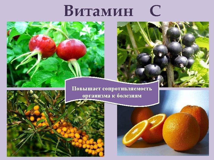 Витамин С Повышает сопротивляемость организма к болезням 