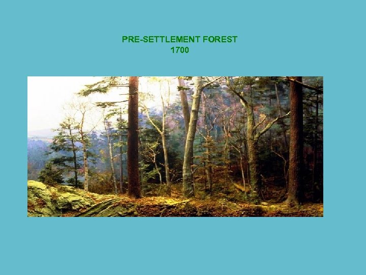 PRE-SETTLEMENT FOREST 1700 